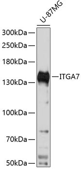 ITGA7 Rabbit pAb