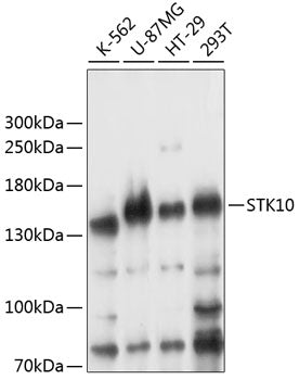 STK10 Rabbit pAb
