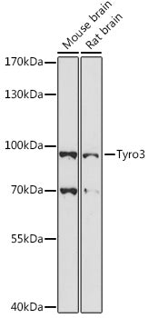 Tyro3 Rabbit pAb