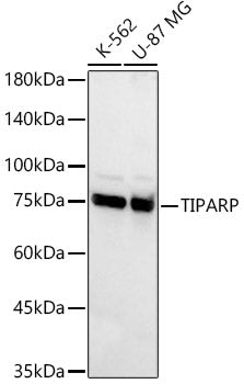 TIPARP Rabbit pAb