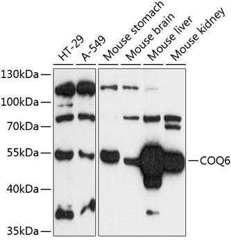 COQ6 Rabbit pAb