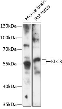 KLC3 Rabbit pAb