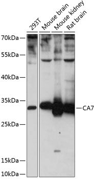 CA7 Rabbit pAb