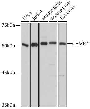 CHMP7 Rabbit pAb