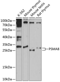 PSMA8 Rabbit pAb