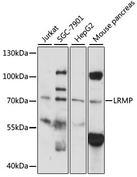 LRMP Rabbit pAb