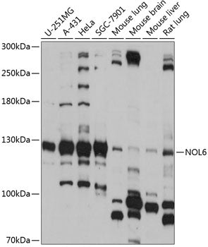 NOL6 Rabbit pAb