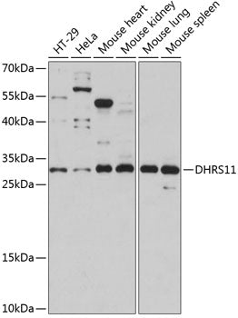 DHRS11 Rabbit pAb