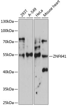 ZNF641 Rabbit pAb