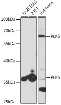 PLK5 Rabbit pAb