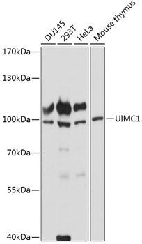 UIMC1 Rabbit pAb