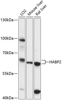 HABP2 Rabbit pAb