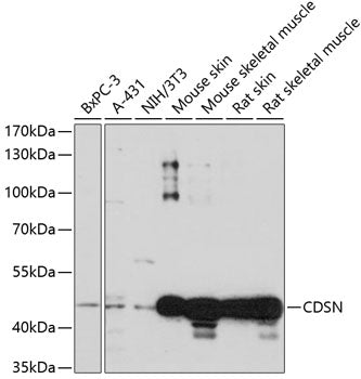 CDSN Rabbit pAb