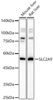 SLC2A9 Rabbit pAb