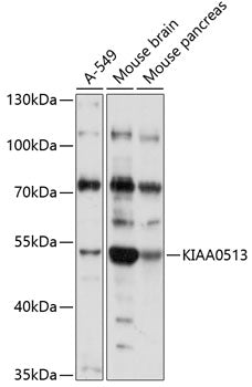 KIAA0513 Rabbit pAb