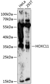 HOXC11 Rabbit pAb