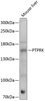 PTPRK Rabbit pAb