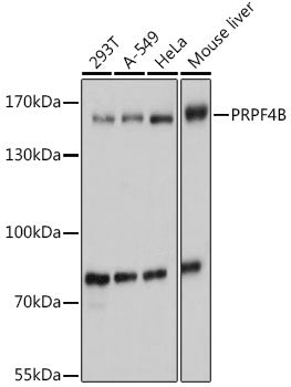 PRPF4B Rabbit pAb