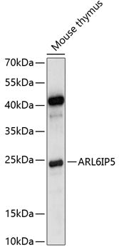 ARL6IP5 Rabbit pAb
