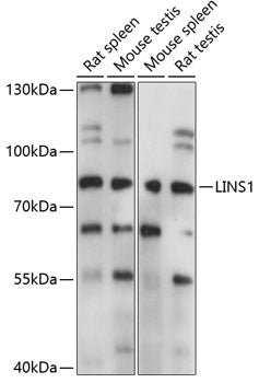 LINS1 Rabbit pAb