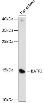 BATF3 Rabbit pAb