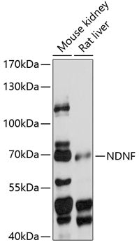 NDNF Rabbit pAb