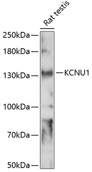 KCNU1 Rabbit pAb