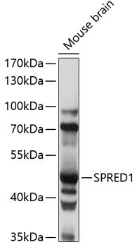 SPRED1 Rabbit pAb