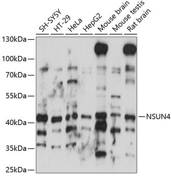 NSUN4 Rabbit pAb