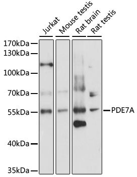 PDE7A Rabbit pAb