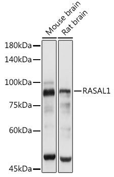 RASAL1 Rabbit pAb