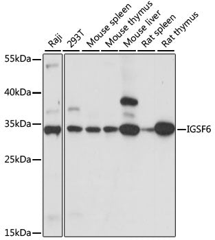 IGSF6 Rabbit pAb