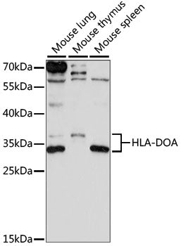 HLA-DOA Rabbit pAb