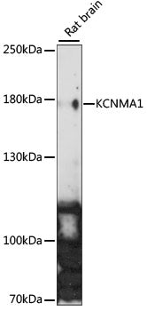 KCNMA1 Rabbit pAb