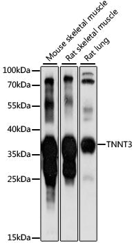 TNNT3 Rabbit pAb