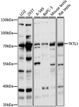 TKTL1 Rabbit pAb