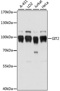 GIT2 Rabbit pAb