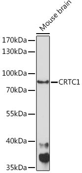 CRTC1 Rabbit pAb