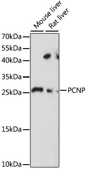 PCNP Rabbit pAb