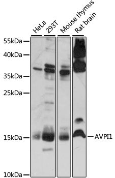 AVPI1 Rabbit pAb