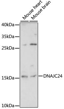 DNAJC24 Rabbit pAb