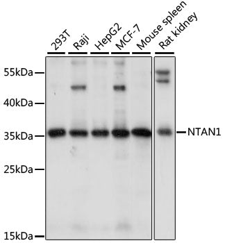 NTAN1 Rabbit pAb