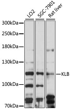 KLB Rabbit pAb