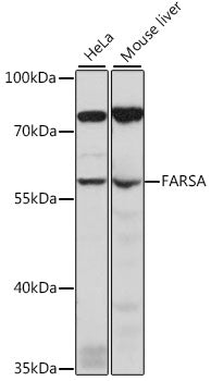 FARSA Rabbit pAb