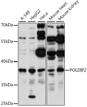 POLDIP2 Rabbit pAb