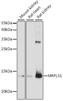 MRPL51 Rabbit pAb