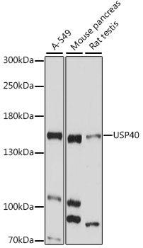 USP40 Rabbit pAb