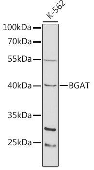 BGAT Rabbit pAb