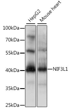 NIF3L1 Rabbit pAb