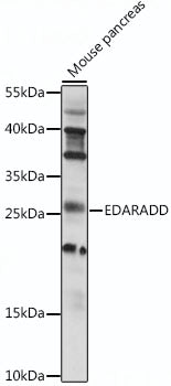 EDARADD Rabbit pAb